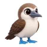 Blue-footed booby, one of the 64 TumbleWing birds